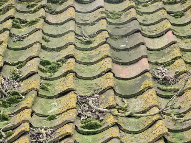 Close-up of old clay pantiles covered in moss and lichen, with twigs caught between the tiles